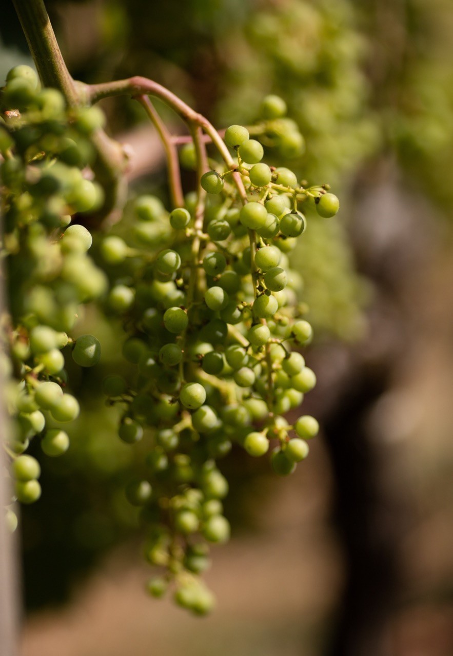 ボルドーワインで有名なボルドー近郊のワイン産地、サン・テミリオン