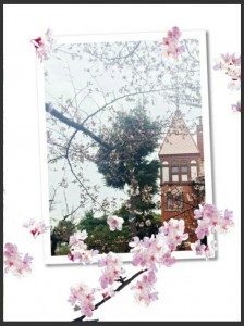 北野の桜が開花しました!!